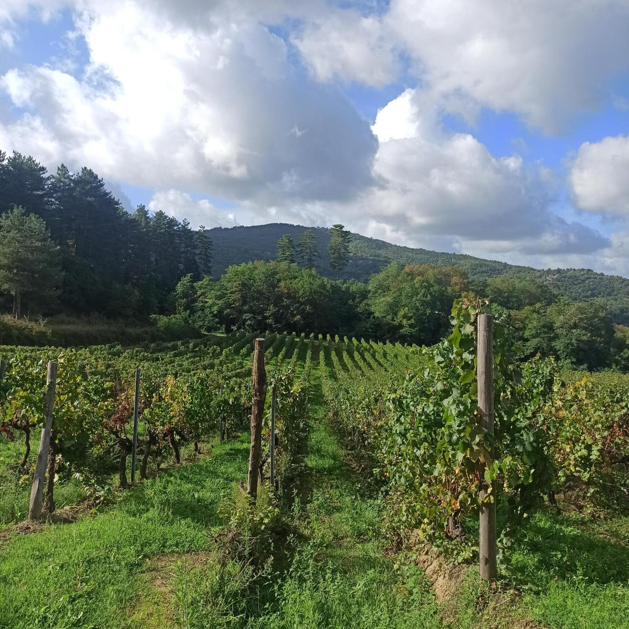 La Casetta Di Campagna Alloggio Nel Chianti Pomino Exterior foto