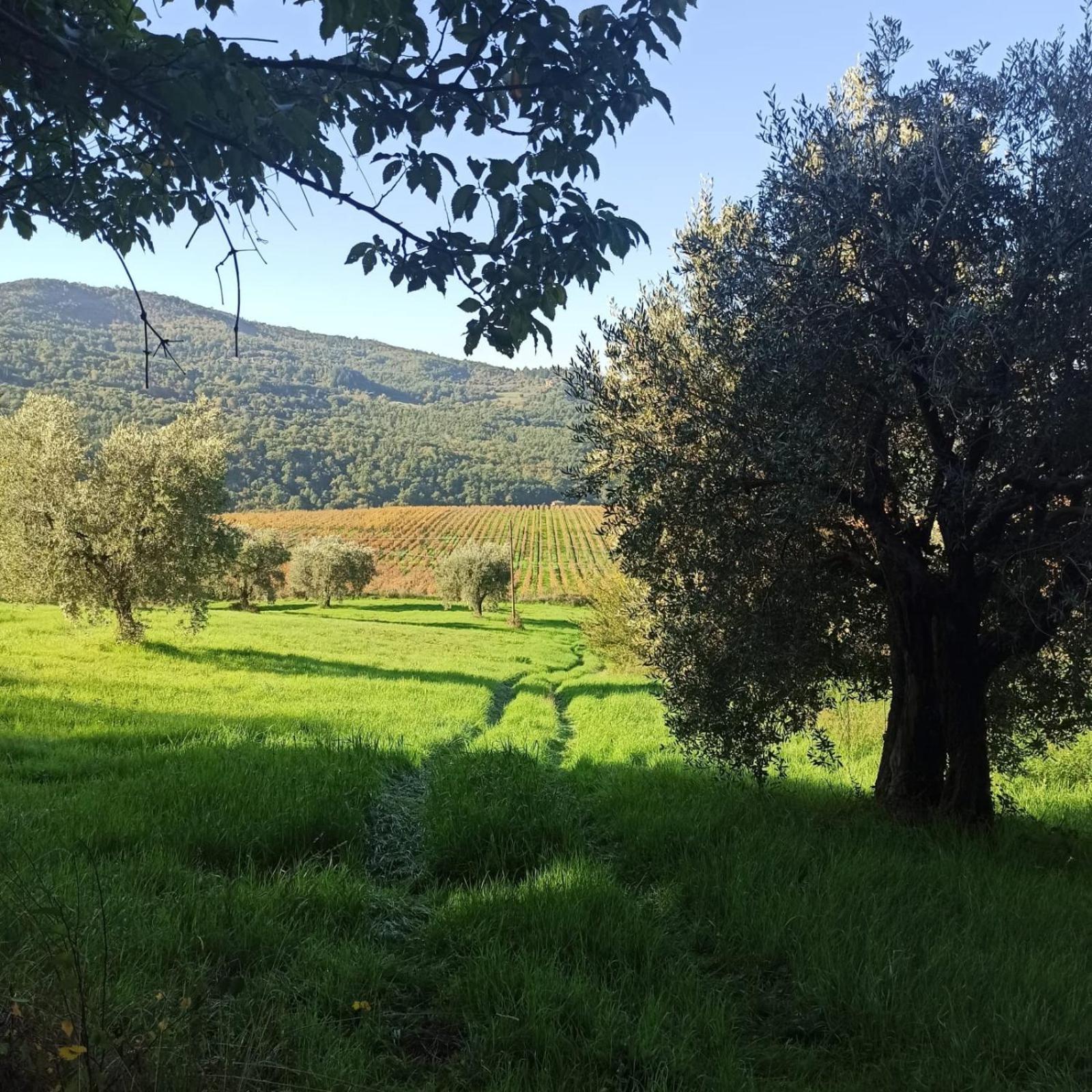 La Casetta Di Campagna Alloggio Nel Chianti Pomino Exterior foto